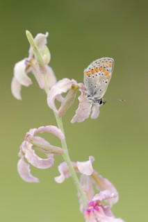 Brown argus (Aricia agestis) on the common levcoje (Matthiola fruticulosa), Provence, southern
