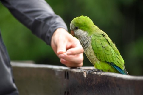 Monk parakeet (Myiopsitta monachus) eating from the hand, public park in Buenos Aires, Argentina,