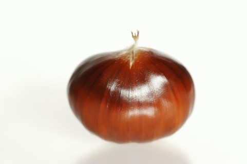 Sweet chestnut or sweet chestnut (Castanea sativa), fruit, chestnut on a white background