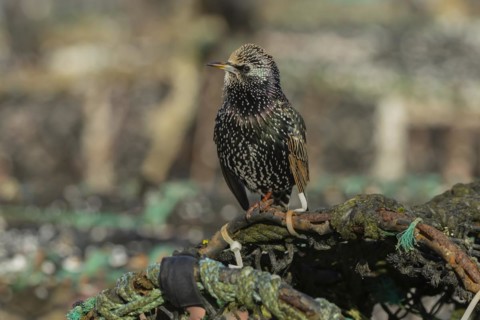 European starling (Sturnus vulgaris) adult bird on a lobster pot in a seaside harbour, England,