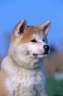Akita Inu