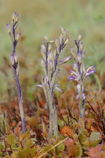 Violet limodore (Limodorum abortivum), Provence, southern France