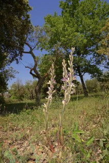 Violet limodore (Limodorum abortivum), Provence, southern France