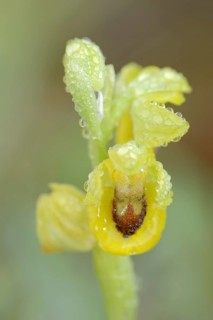Yellow ophrys (Ophrys lutea), flower with dewdrops, Provence, southern France