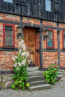 Hollyhocks (Alcea rosea) at a door a half-timbered house in a small street in the idyllic downtown