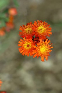 Fox-and-cubs (Hieracium aurantiacum), several flowers on a stem in a rough meadow, Wilnsdorf, North