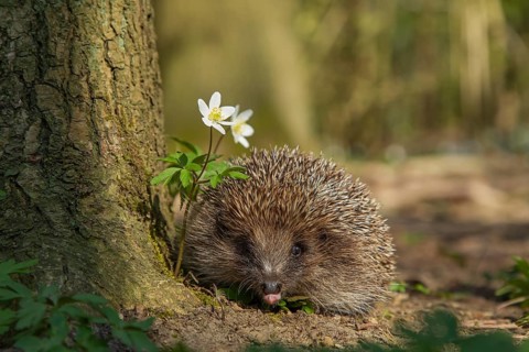 European hedgehog (Erinaceus europaeus) adult animal in a woodland in spring, Suffolk, England,