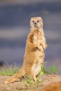 Ethiopian dwarf mongoose (Helogale hirtula) standing on the ground, Bavaria, Germany, Europe