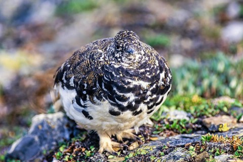 Rock ptarmigan (Lagopus muta) with a camouflaged plumage in a barren rock landscape, Jasper