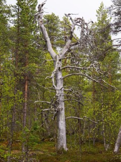 Scots Pine (Pinus sylvestris), dead tree in forest, beside Pokka, May, Finnish Lapland