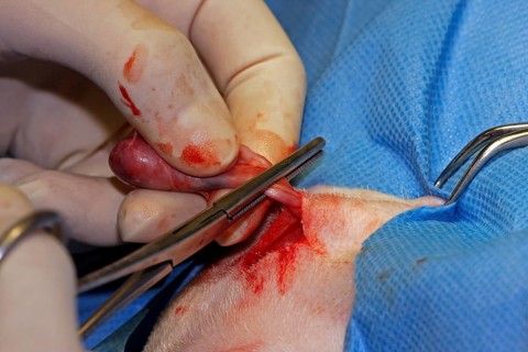Vet, castration of a dog, male dog, cut off testicles