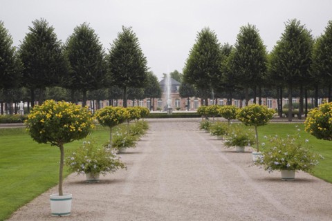 Alley lined with yellow flowering trees and blue flowers in containers in the Schwetzingen palace