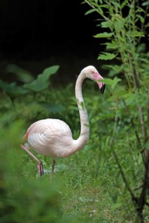 Pink flamingo (Phoenicopterus roseus)