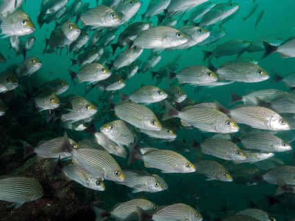 A school of blackspot grunts (Haemulon maculicauda) swimming close together in deep blue-green