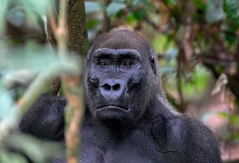 Western lowland gorilla (Gorilla gorilla gorilla), male animal, silverback, Loango National Park,