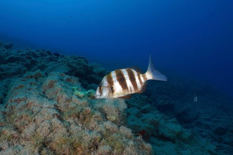 A striped fish, zebra bream (Diplodus cervinus cervinus), swims over a sandy reef in the deep blue