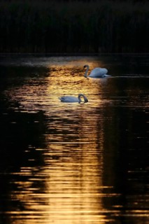 Upper Lusatian heath and pond landscape, evening light, June, Saxony, Germany, Europe