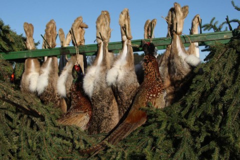 European hares (Lepus europaeus) and pheasants (Phasianus colchicus) hanging from a hunting cart,