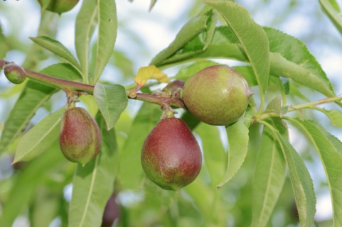 Nectarine (Prunus persica var. nucipersica), unripe fruit on the tree, Provence, southern France