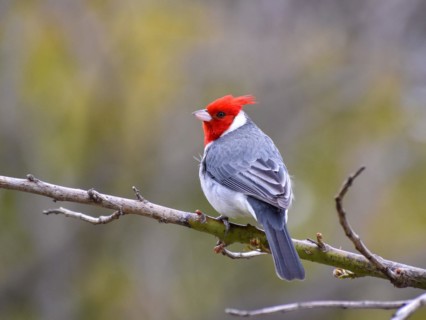 Red-crested Tanager (Paroaria coronata) or grey cardinal, Buenos Aires, Argentina, South America