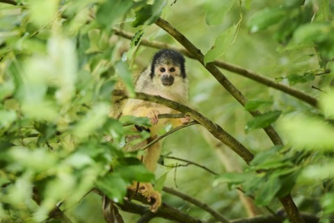 Common squirrel monkey (Saimiri sciureus) in a tree, captive, distribution South America