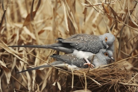 Diamond dove (Geopelia cuneata), pair copulating, captive, occurring in Australia
