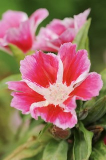 Atlas flower or summer azalea (Clarkia amoena, Godetia amoena), flower, ornamental plant, North
