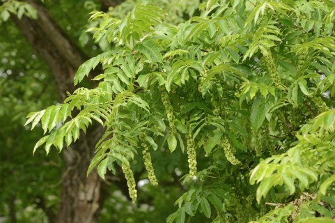 Caucasian wingnut (Pterocarya fraxinifolia) with fruit clusters, North Rhine-Westphalia, Germany,