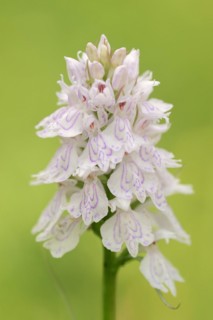 Moorland spotted orchid (Dactylorhiza maculata), North Rhine-Westphalia, Germany, Europe