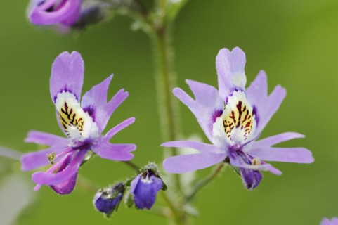 Butterfly flower (Schizanthus pinnatus), flowers, ornamental plant, North Rhine-Westphalia,