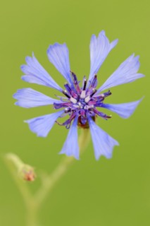 Cornflower (Centaurea cyanus), flower, North Rhine-Westphalia, Germany, Europe