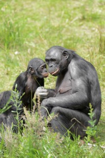 Bonobo or bonobo (Pan paniscus), female with young, captive, occurring in the Congo