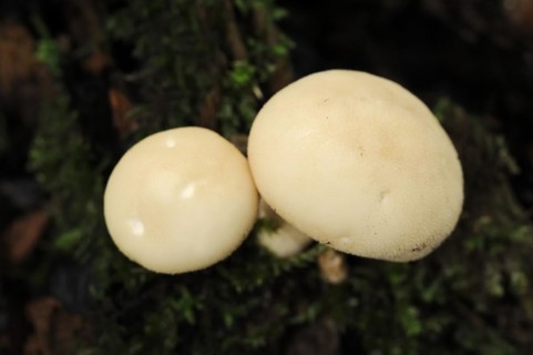 Pear duster or pear bovist (Apioperdon pyriforme, Lycoperdon pyriforme), North Rhine-Westphalia,