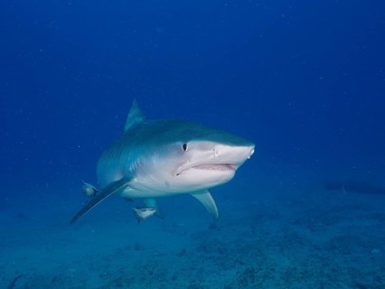 Tiger Shark (Galeocerdo cuvier) with slightly open mouth in open water, dive site Jupiter, Florida,