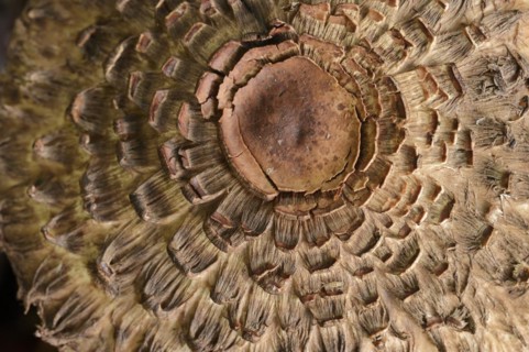 Common saffron umbrella mushroom (Chlorophyllum rhacodes, Macrolepiota rhacodes), detail of cap,
