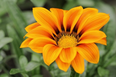Gazania or Mittagsgold 'Kiss Orange' (Gazania hybride), flower, ornamental plant, North