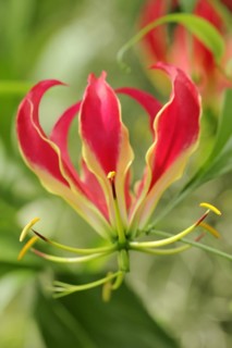 Flame lily (Gloriosa superba), flower, ornamental plant, North Rhine-Westphalia, Germany, Europe
