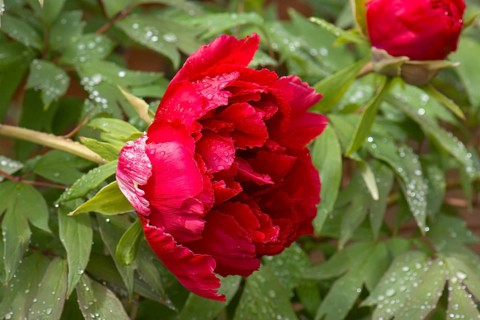 Peony blossom (Peonia) with raindrops, Bavaria, Germany, Europe