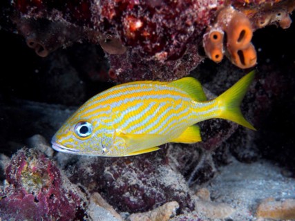 French grunt (Haemulon flavolineatum), dive site John Pennekamp Coral Reef State Park, Key Largo,