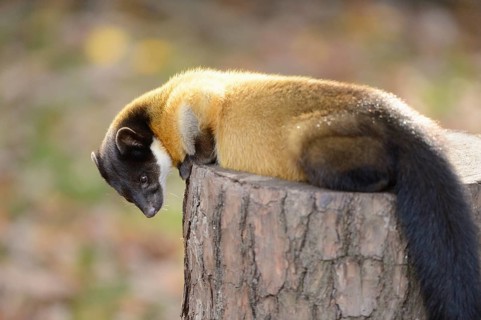 Close-up of a yellow-throated marten (Martes flavigula) in a forest in autumn