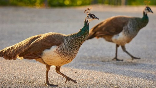 Two peafowl (pavo) walking side by side on a street in the warm evening light, Filerimos, hill not