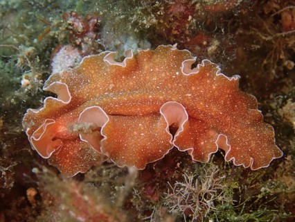 A flat brown sea worm with white edges, golden flatworm (Yungia aurantiaca), surrounded by algae.