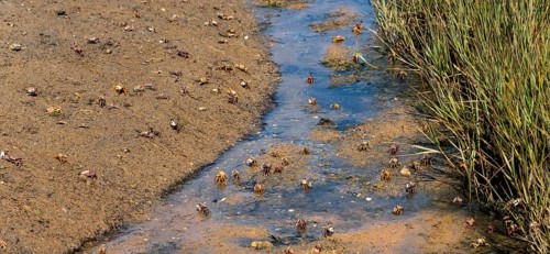 Small crabs move in muddy water next to a grassy shore, Vila Nova de Cacela, Faro, Algarve,