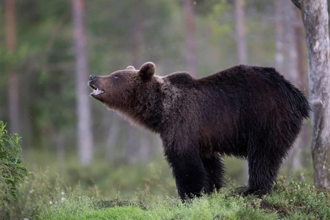 Brown bear (Ursus arctos) in the Finnish taiga, Kuusamo, Finland, Europe