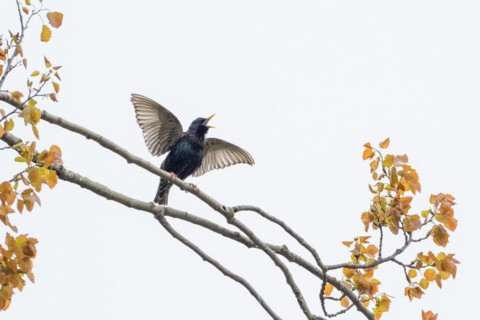 A common starling (Sturnus vulgaris) with spread wings on a branch with yellow leaves, courtship