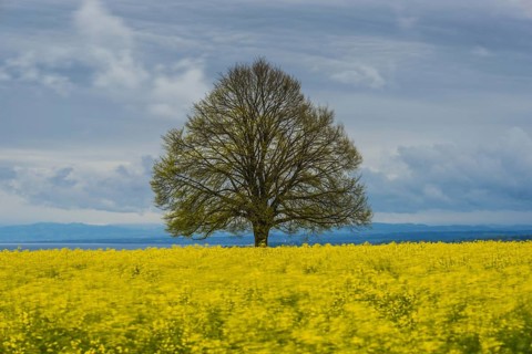 Lime tree (Tilia) on the Hödinger Berg, Hödingen, Lake Constance district, Upper Swabia,
