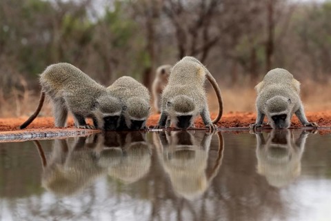 Vervet Monkey (Chlorocebus pygerythrus), adult, group, drinking, at the water, Kruger National