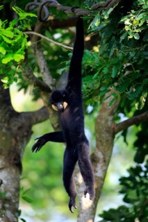 Southern Yellow-cheeked gibbon (Nomascus gabriellä), adult, male, hanging in tree, swinging from