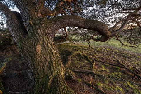 Old Scots pine (Pinus sylvestris), Emsland, Lower Saxony, Germany, Europe
