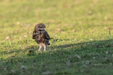 Little owl (Athene noctua), Emsland, Lower Saxony, Germany, Europe
